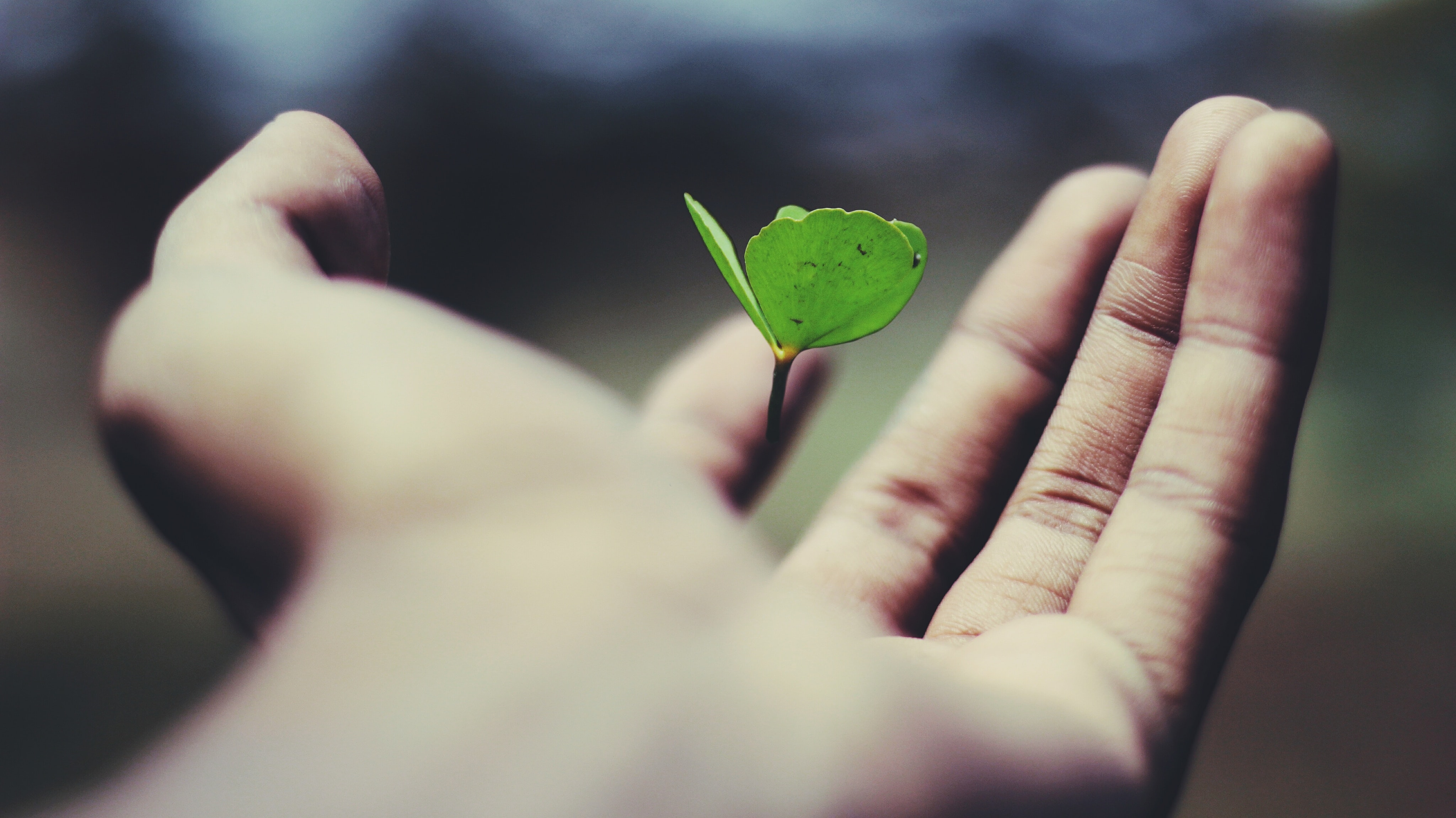 Growth Image